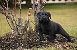 BLACKY VOM FALKENBERG ACHT WOCHEN ALT