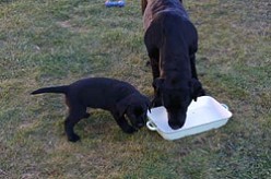 Vicky und Blacky vom Falkenberg beim Fressen