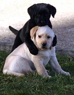 Blacky und Brice vom Falkenberg