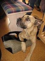 Charly liebt das Einkaufen