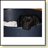 Blacky vor der Geburt