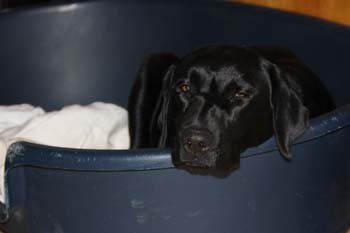 Blacky vor der Geburt