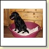 Blacky im Wohnzimmer kurz vor der Geburt