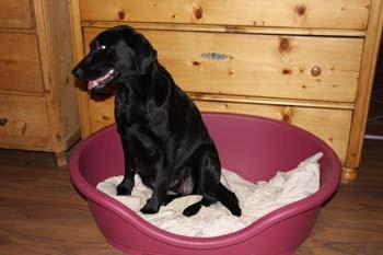 Blacky im Wohnzimmer kurz vor der Geburt