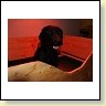 Blacky in der Wurfbox