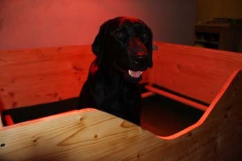 Blacky in der Wurfbox