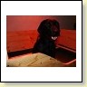 Blacky in der Wurfbox kurz vor der Geburt