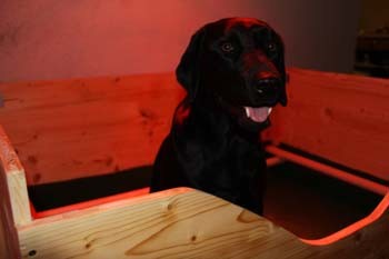 Blacky in der Wurfbox kurz vor der Geburt