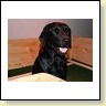 Blacky bereitet sich vor