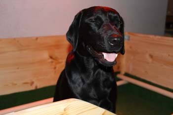 Blacky bereitet sich vor