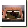Blacky liegt in der Wurfbox