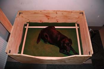 Blacky liegt in der Wurfbox