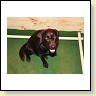 Blacky um 21:00 Uhr