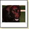 Blacky jetzt geht´s los