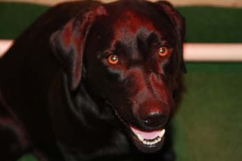 Blacky jetzt geht´s los