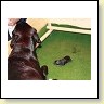 Blacky und ihr erster Welpe!