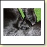 Blacky mit ihren zwei Welpen