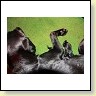 Blacky ruht sich aus