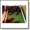 Blacky betreitet sich für den nächsten Welpen vor!