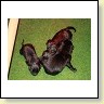 Drei schwarze Welpen sind schon da!
