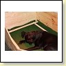 Blacky putzt die Welpen
