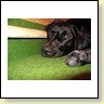 Blacky und ihr Erster Welpe sind müde!
