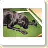 Blacky reinigt die Wurfbox!