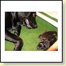 Blacky hütet ihre Welpen!