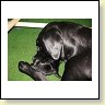 Blacky reinigt einen schwarzen Welpen!