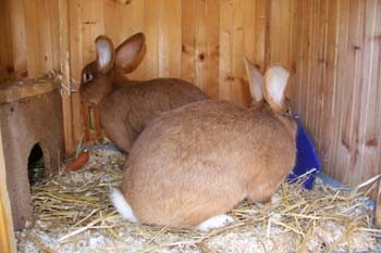 unsere zwei Hasen beim Fressen 