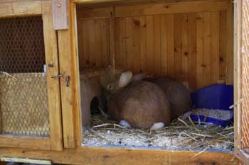 Hasen im großen Stall