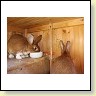 Hasen_IMG_0064