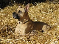 Charly unser Model