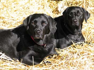 Mutter Vicky und Tochter Blacky im Stroh