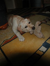 Jana mit dem Bären im Wohnzimmer