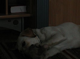Jana mit dem Bären im Wohnzimmer