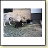 IMG_0961