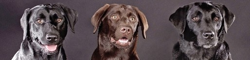Labrador vom Falkenberg "Austrian Retriever