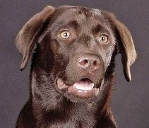 Oxana vom Heinrichsbründ by "Austrian Retriever" vom Falkenberg
