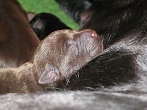 C Wurf vom Falkenberg "Austrian Retriever"
