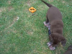 Cindy beim spielen im Garten