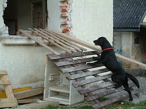 Blacky vom Falkenberg bei der Trümmerarbeit