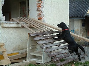 Blacky vom Falkenberg bei der Trümmerarbeit 