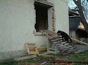 Blacky vom Falkenberg arbeitet sich ins Haus