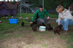 Welpeninteressenten by Austrian Retriever Labrador vom Falkenberg
