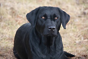 Blacky Barbarella vom Falkenberg