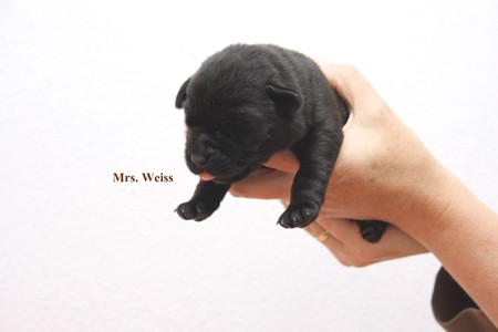 MRS. Weiss IMG_9561 