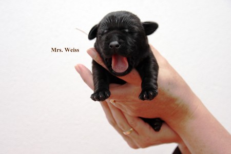MRS. Weiss IMG_9563 