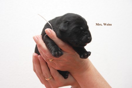 MRS. Weiss IMG_9565 