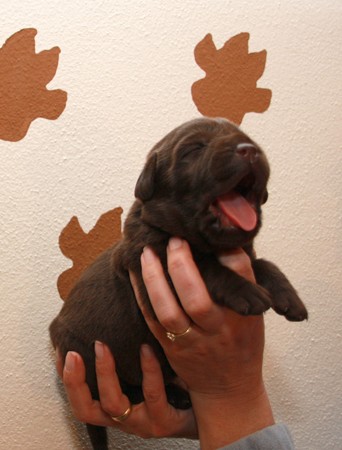 Mr. Choco IMG_9858